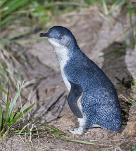 A Little Penguin